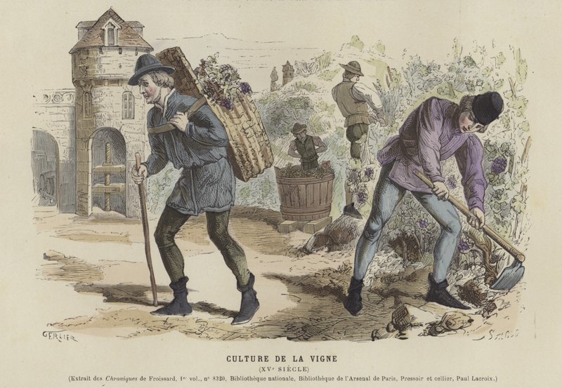 Viticulture, 15ème siècle - French School