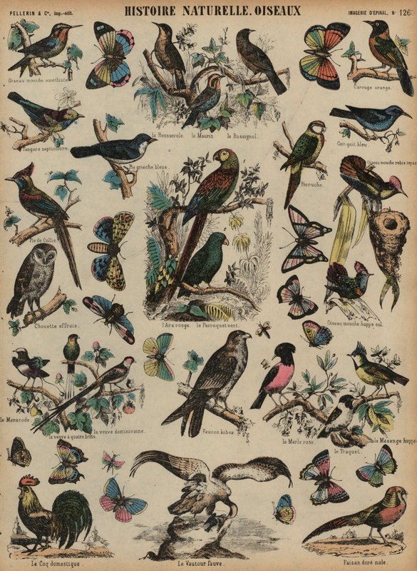 Oiseaux sauvages - French School
