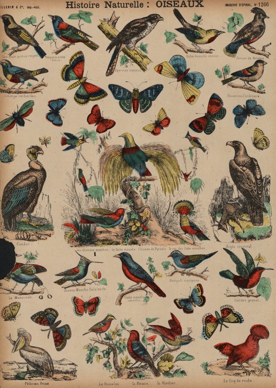 Oiseaux sauvages - French School