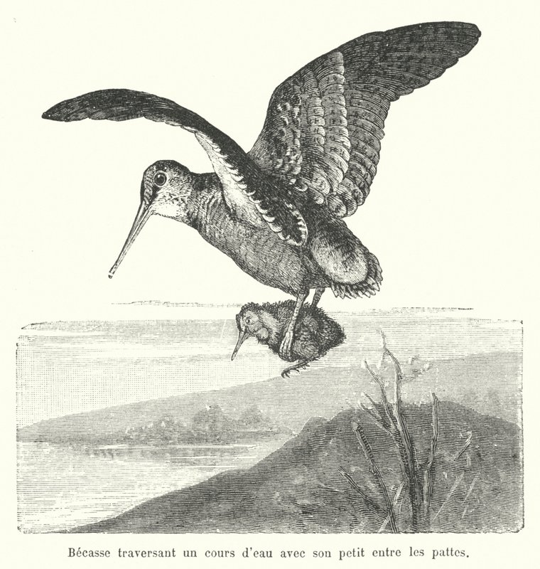 Bécasse portant son poussin au-dessus d