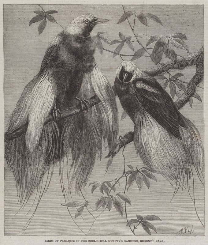 Oiseaux de paradis dans les jardins de la Société Zoologique, Regent