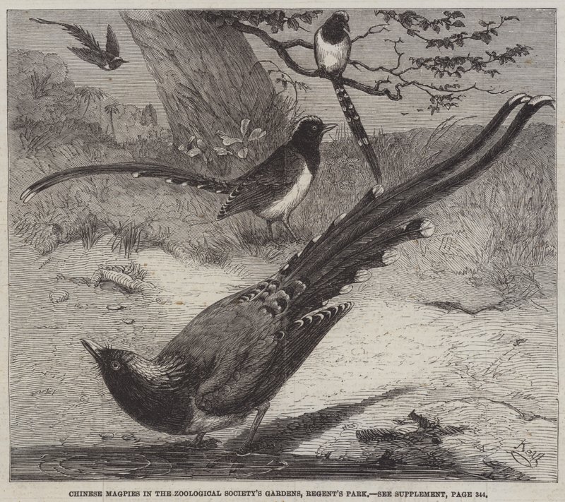 Pies chinoises dans les jardins de la Société zoologique, Regent