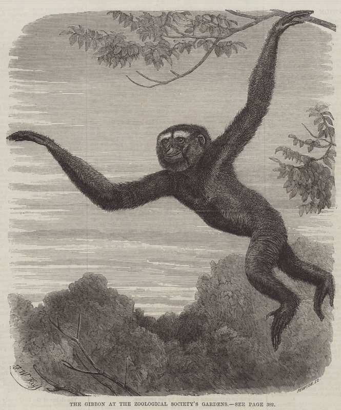 Le gibbon aux jardins de la Société zoologique - Friedrich Wilhelm Keyl