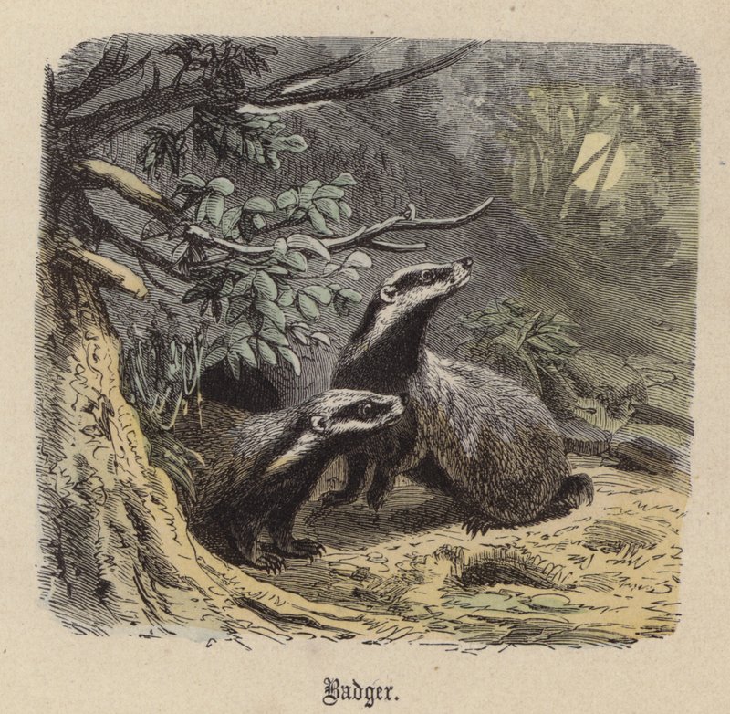 Blaireau - Friedrich Specht