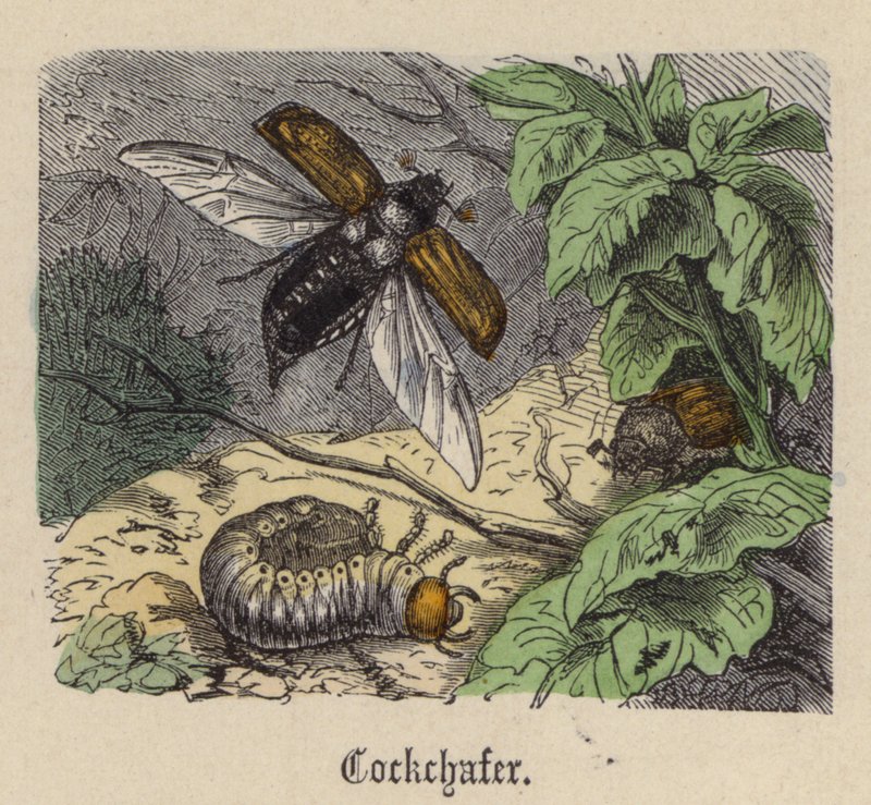 Hannetons - Friedrich Specht