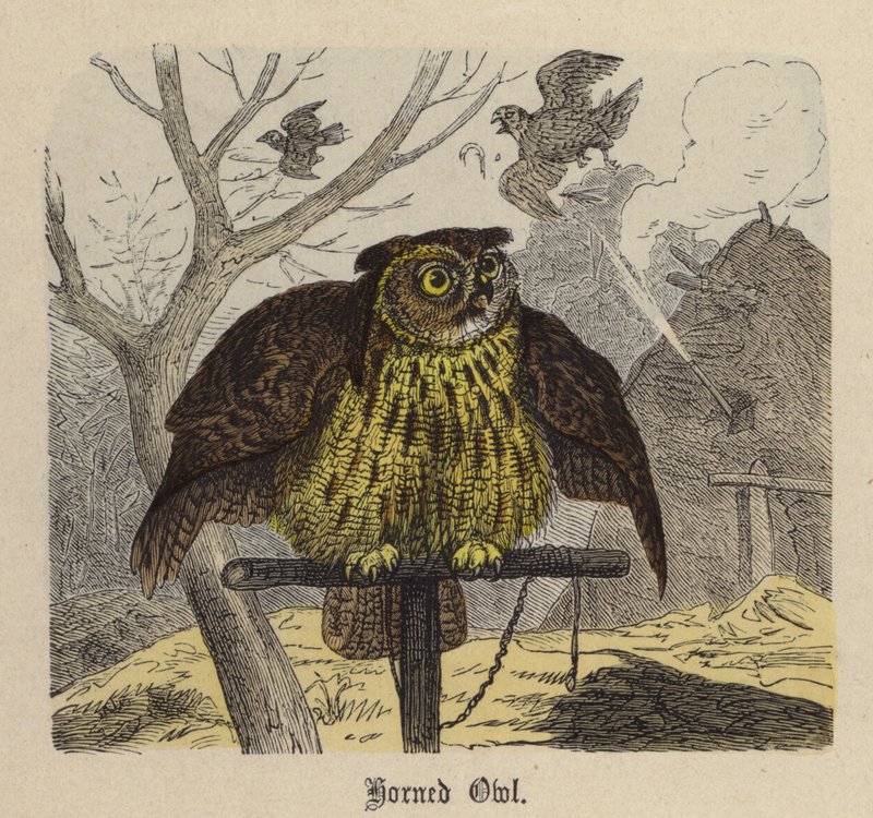 Hibou cornu - Friedrich Specht