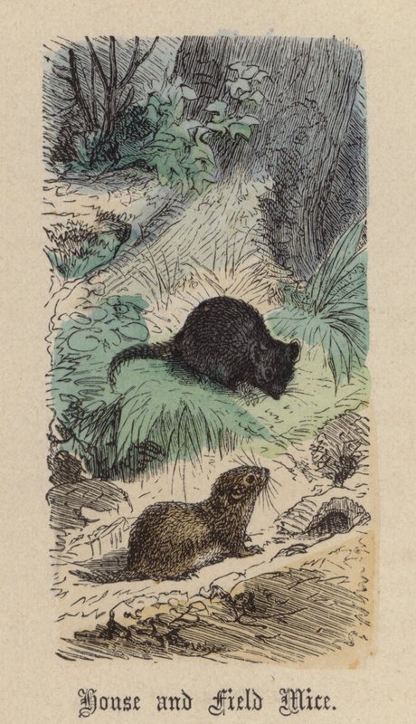 Souris domestiques et des champs - Friedrich Specht