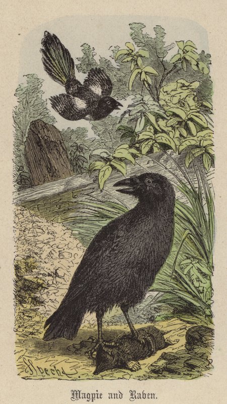 Pie et Corbeau - Friedrich Specht
