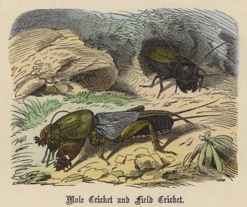 Grillon des champs et Grillon-taupe - Friedrich Specht