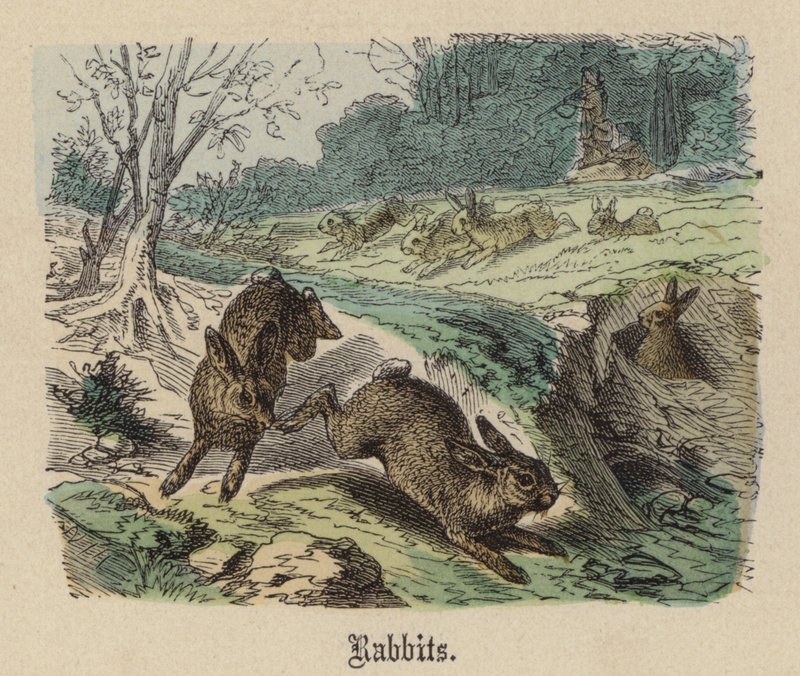 Lapins - Friedrich Specht