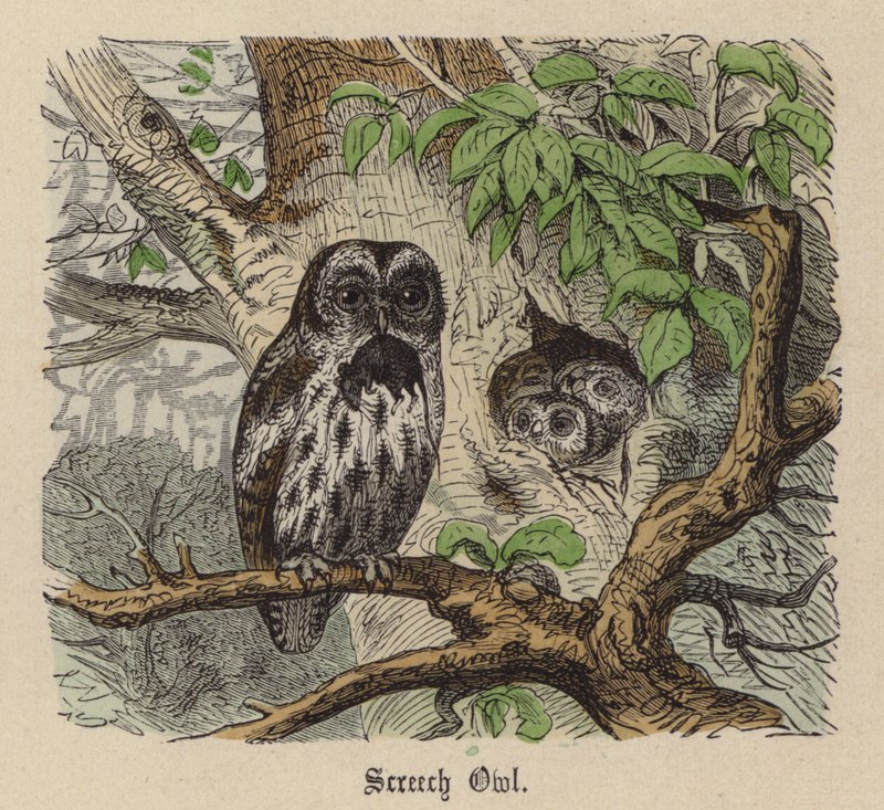 Chouette hulotte - Friedrich Specht
