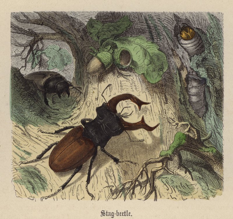 Lucane cerf-volant - Friedrich Specht