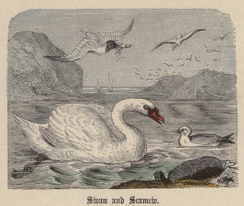 Cygne et Mouette - Friedrich Specht