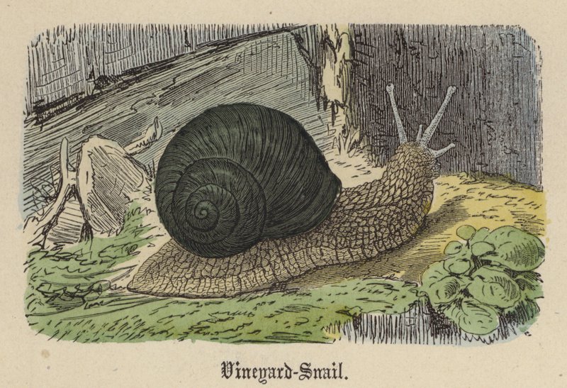 Escargot des vignes - Friedrich Specht