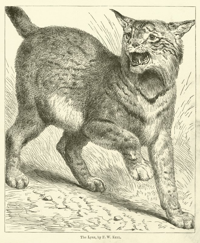 Le Lynx - Friedrich Wilhelm Keyl