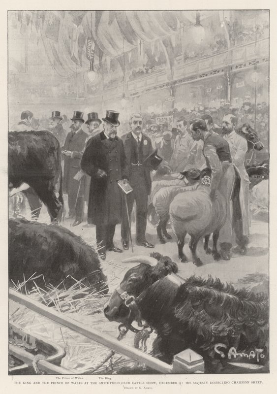 Le Roi et le Prince de Galles au Smithfield Club Cattle Show, 9 décembre, Sa Majesté inspectant les moutons champions - G.S. Amato