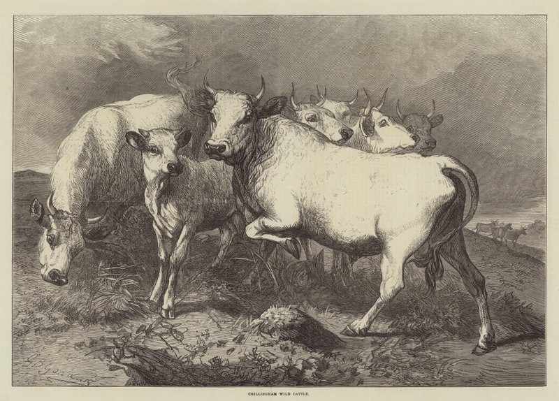 Bétail sauvage de Chillingham - George Bouverie Goddard