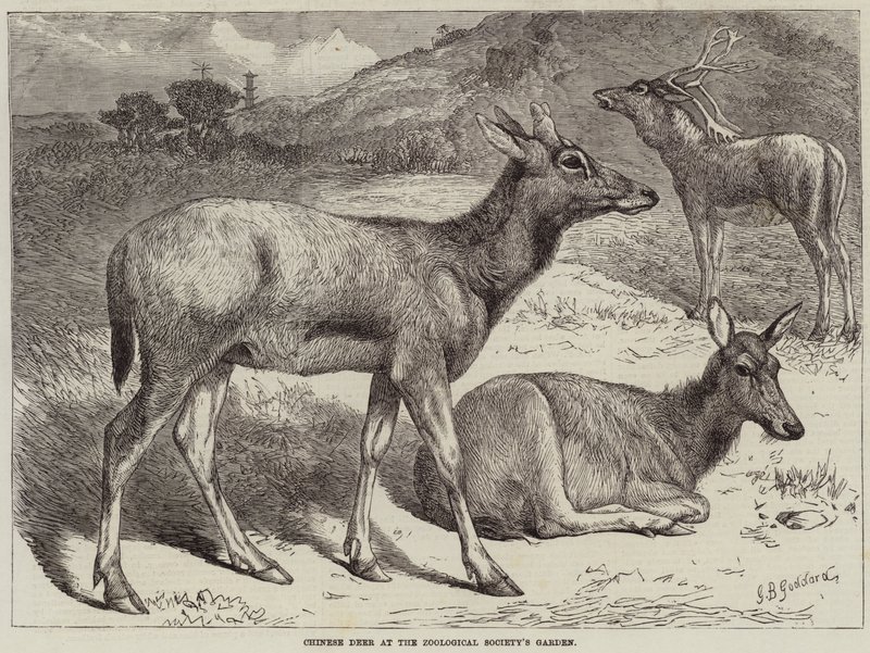 Cerfs chinois au Jardin de la Société Zoologique - George Bouverie Goddard