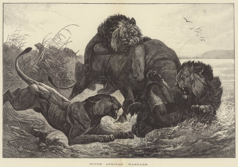 Guerre sud-africaine - George Bouverie Goddard