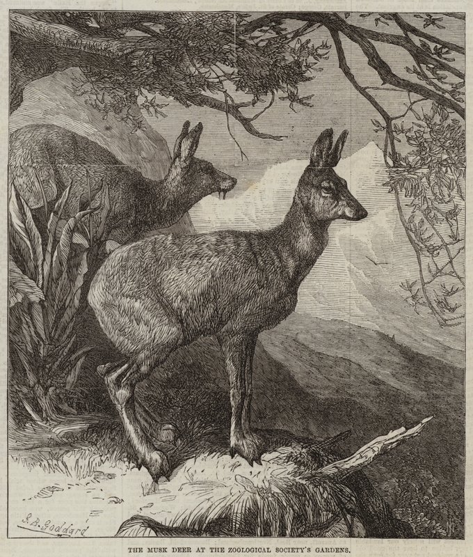 Le cerf musqué aux jardins de la Société zoologique - George Bouverie Goddard