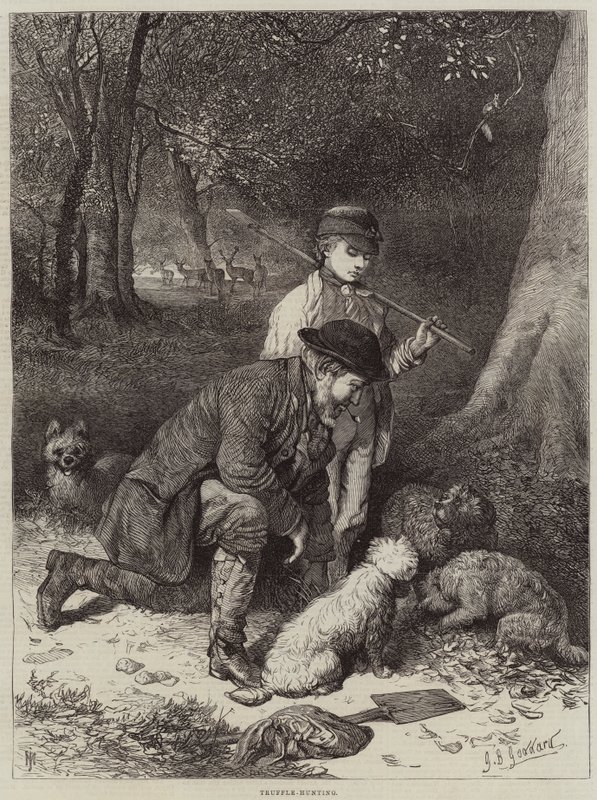 Chasse aux truffes - George Bouverie Goddard
