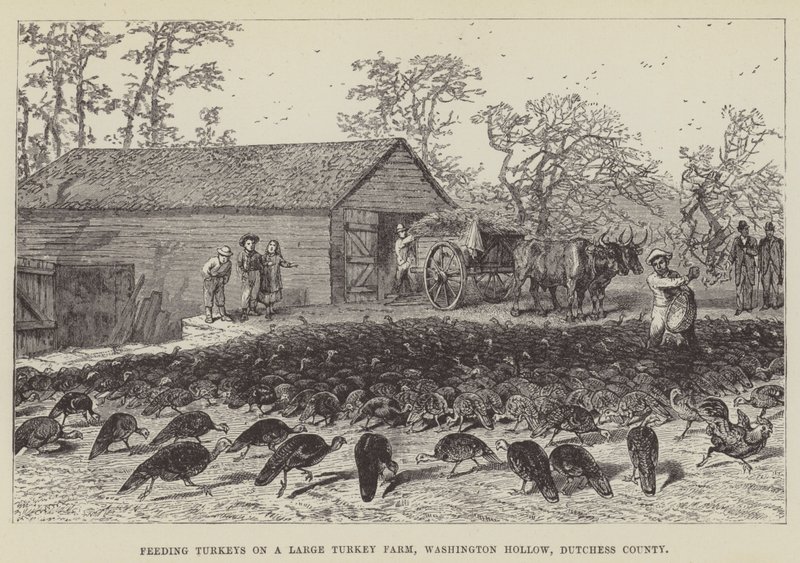 Nourrir des dindes dans une grande ferme de dindes, Washington Hollow, comté de Dutchess - George Augustus Sala
