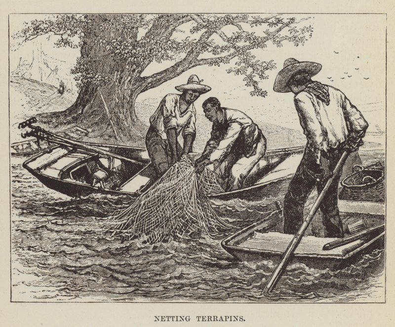 Filet de tortues - George Augustus Sala