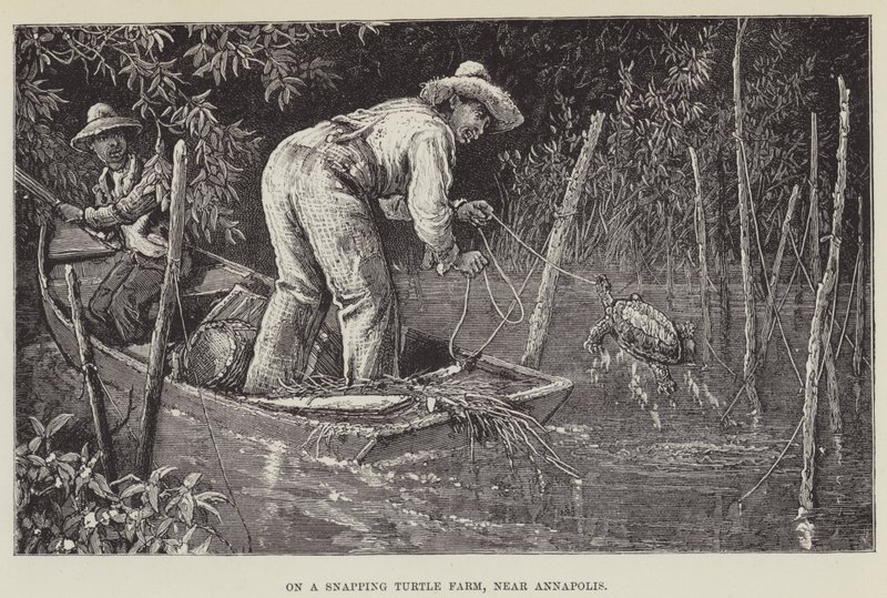 Dans une ferme de tortues serpents, près d