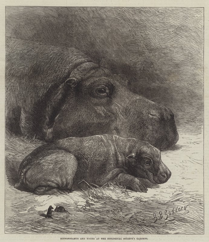 Hippopotame et Jeune aux Jardins de la Société Zoologique - George Bouverie Goddard