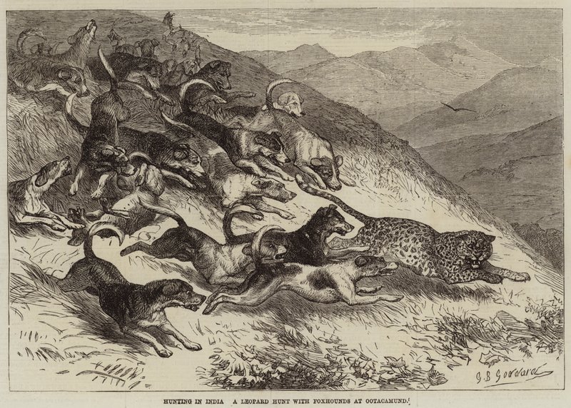 Chasse en Inde, une chasse au léopard avec des foxhounds à Ootacamund - George Bouverie Goddard