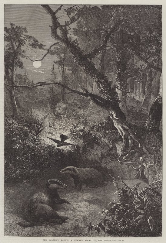 Le repaire du blaireau, une nuit d