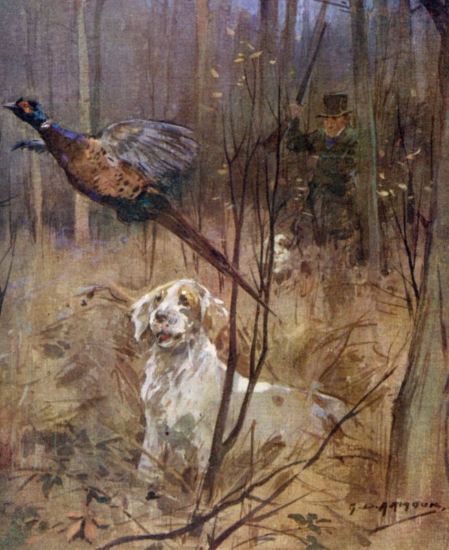Chasse au faisan à l