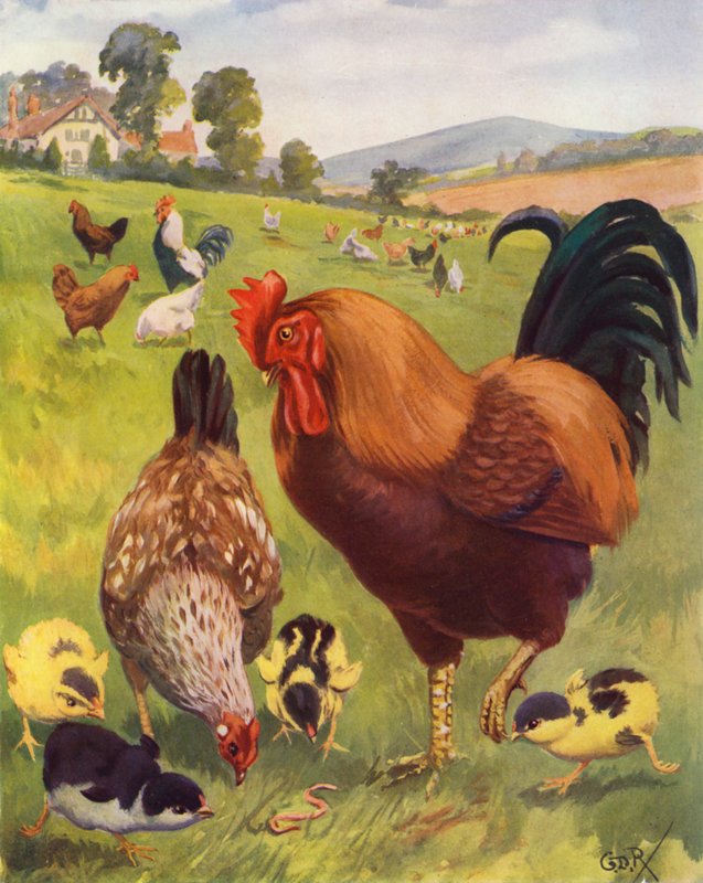 Robert, le coq, est très fier - George Derville (after) Rowlandson