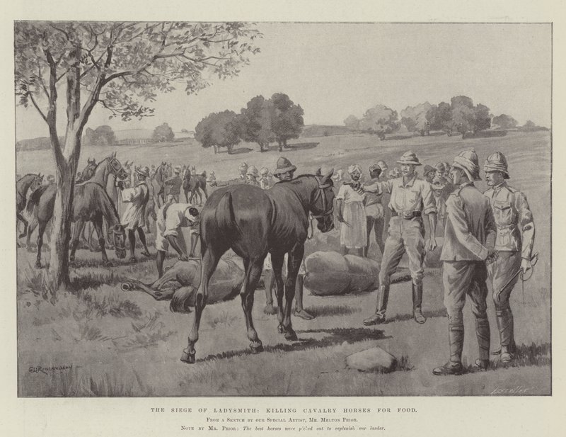 Le Siège de Ladysmith, abattage des chevaux de cavalerie pour la nourriture - George Derville Rowlandson