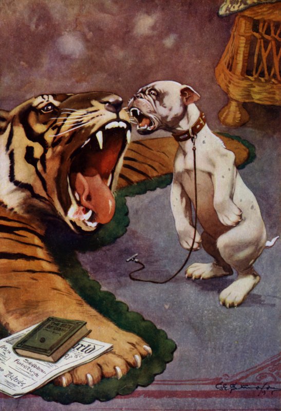 Tigre, Tigre - chien aboyant sur un tapis de tigre - George Ernest (after) Studdy
