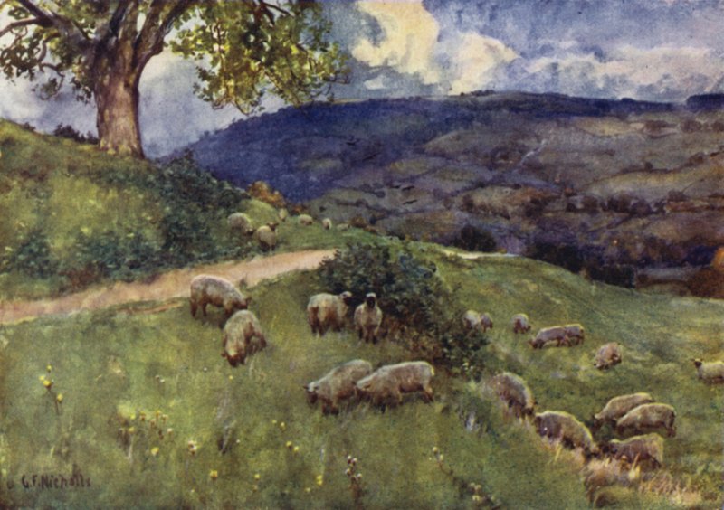 Un Pâturage de Moutons des Cotswolds - George Franck Nicholls