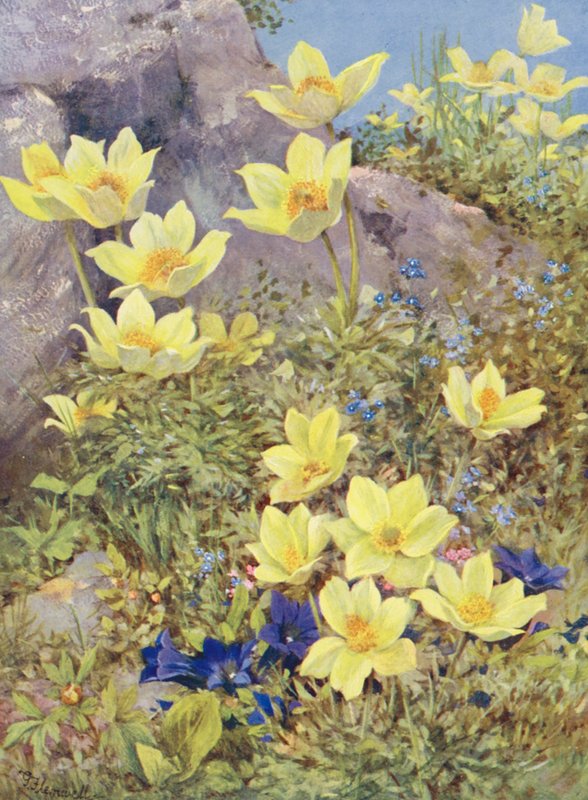 Anemone sulphurea et Gentiana excisa peintes directement dans les champs à la fin mai - George Jackson Flemwell