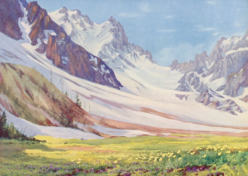 Anémone sulphurea et Viola calcarata dans le Val d
