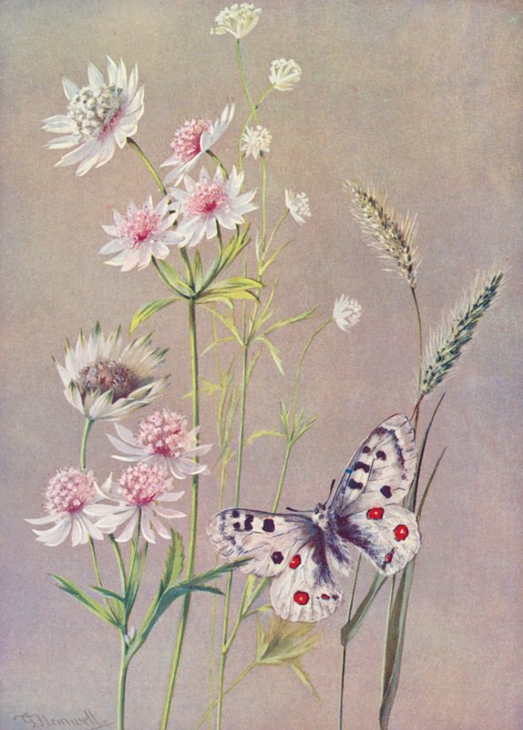 Astrantia major, A minor, et le Papillon Apollo - George Jackson Flemwell