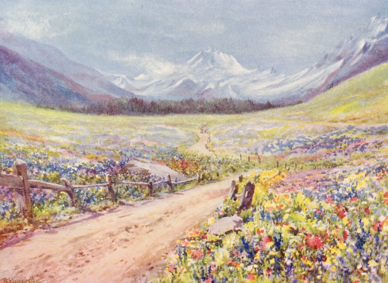Prairies de juin de Salvia, Lychnis, etc., dans le Val Ferret, juste avant d