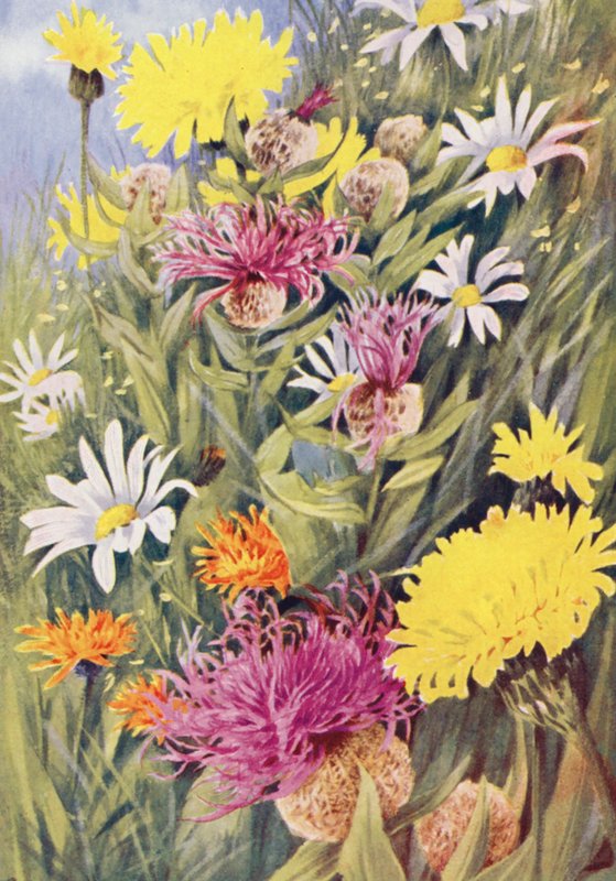 La Grande Hypochaeris jaune, Centaurea uniflora, le Crépis doré dessiné sur le vif dans les champs de juillet - George Jackson Flemwell