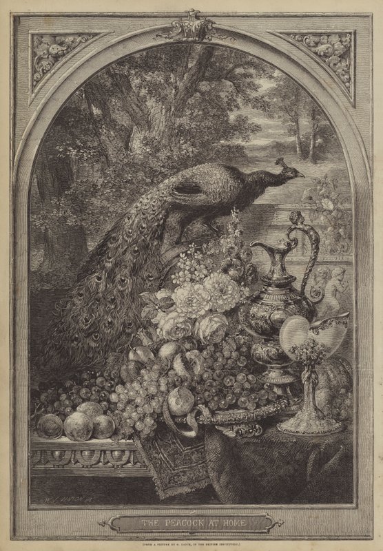 Le paon à la maison - George Lance
