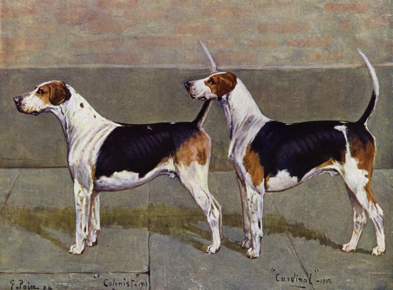 Les chiens de chasse de Puckeridge, Colonist et Cardinal - George Paice