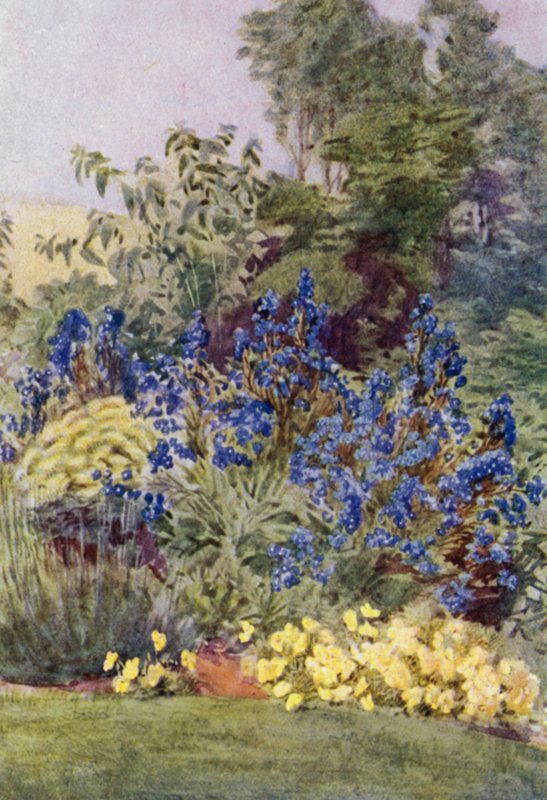Anchusa Italica variété Dropmore, le Dropmore Alkanet, avec Clematis recta et Violas - George Soper