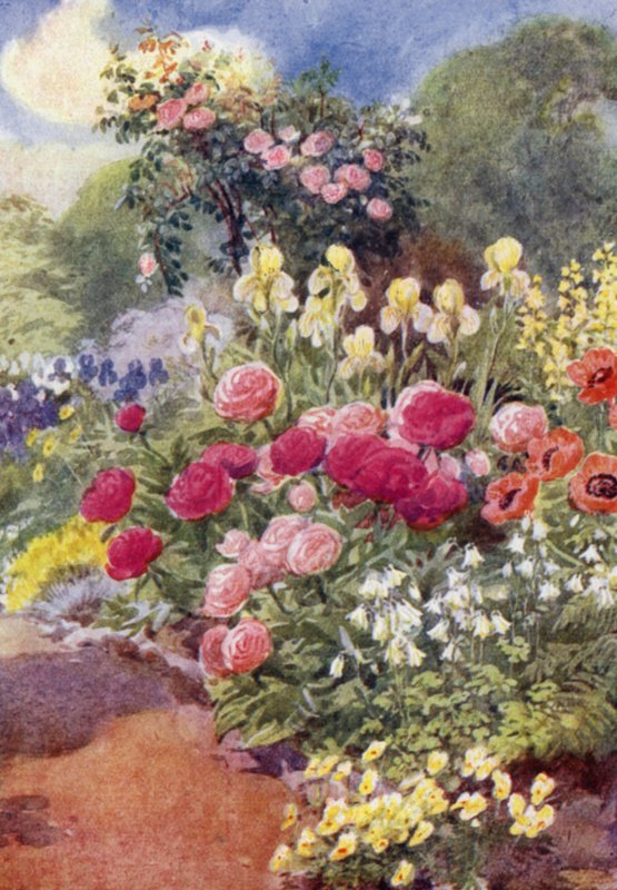 Pivoines, avec Ancolies, Iris Jaunes et Thermopsis - George Soper