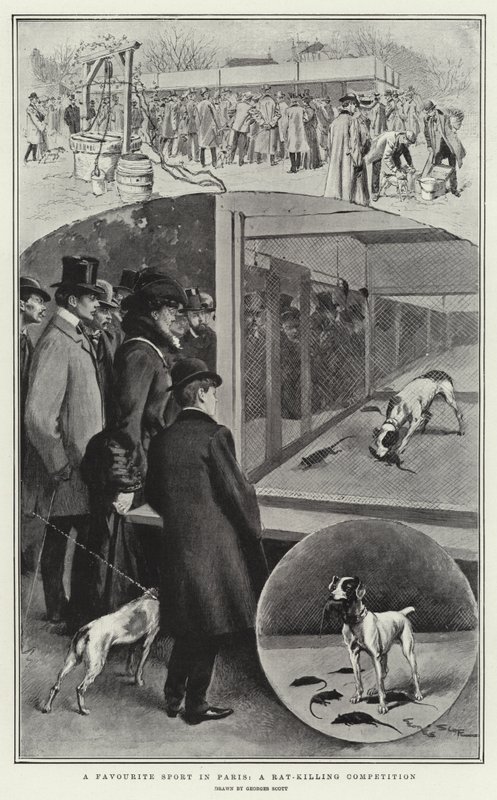 Un sport favori à Paris, une compétition de chasse aux rats - Georges Bertin Scott
