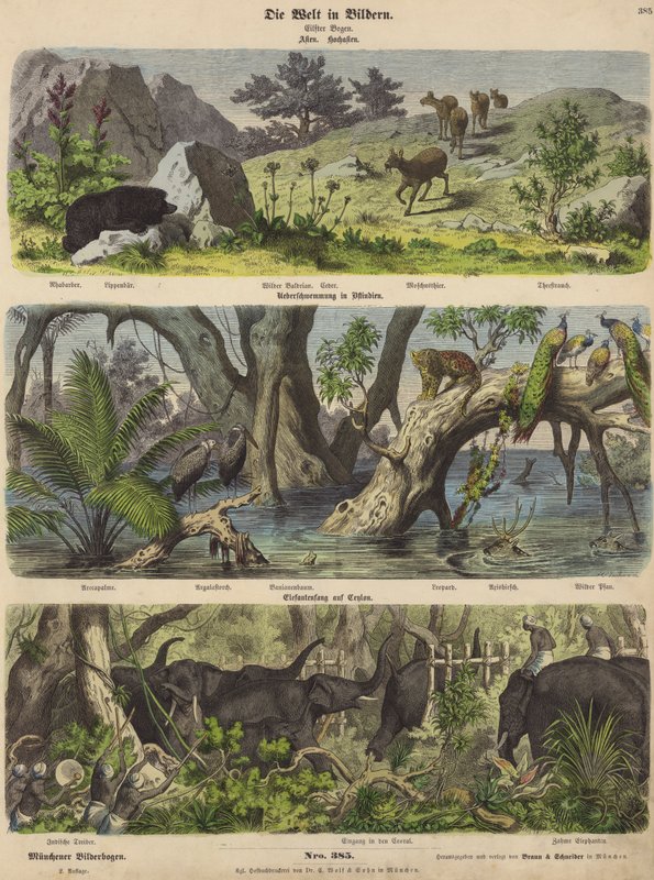 Asie : animaux et plantes de montagne ; inondation dans l