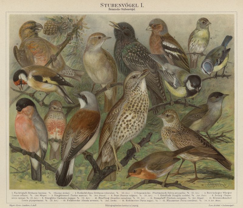 Oiseaux - German School