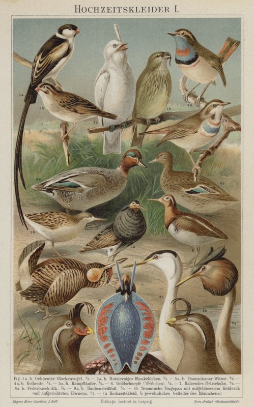Plumage nuptial des oiseaux - German School