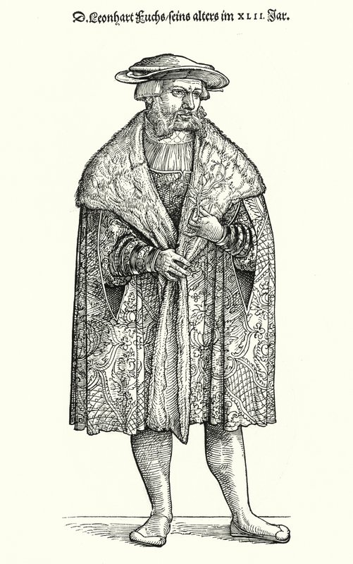 Dr Leonhart Fuchs, médecin allemand, botaniste et professeur à l